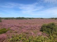 Texel &ndash; &copy; Sabine Letzybyll (Eberhardt TRAVEL)