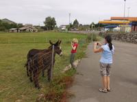burros y burras &ndash; &copy; Andreas Böcker (Eberhardt TRAVEL)