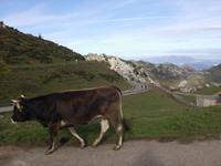 An den Picos de Europa liefen Kühe frei