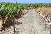 Bananenplantage &ndash; &copy; Denise Hartmann (Eberhardt TRAVEL)