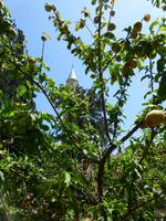 Pfirsichbaum vor Hala-Sultan-Tekke &ndash; &copy; Stefan Börner (Eberhardt TRAVEL)