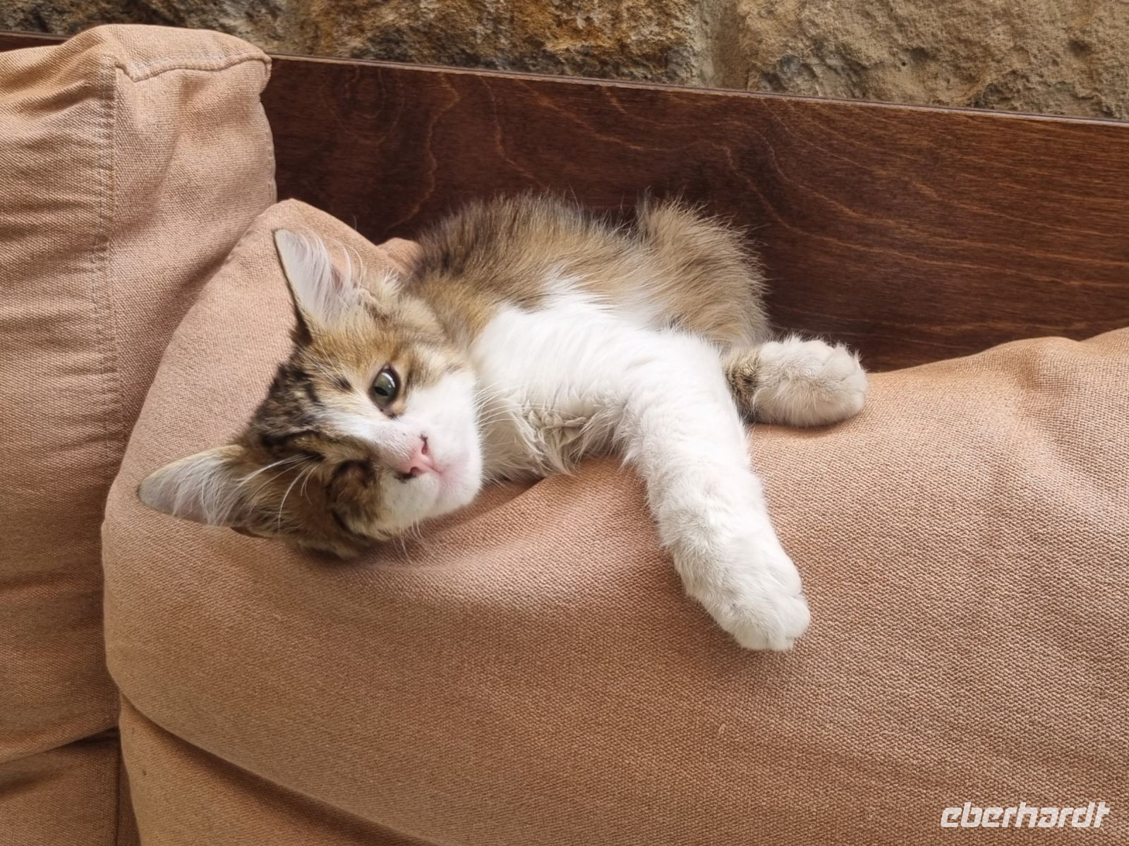 Rundreise Zypern // Katze in Limassol &ndash; &copy; Mario Scheinert (Eberhardt TRAVEL)