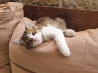 Rundreise Zypern // Katze in Limassol &ndash; &copy; Mario Scheinert (Eberhardt TRAVEL)