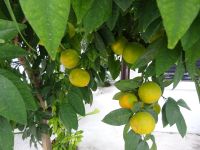 Paphos: Rundgang &ndash; &copy; Inge Bily (Eberhardt TRAVEL)