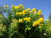 Limassol: Rundgang in der Burganlage Kolossi &ndash; &copy; Inge Bily (Eberhardt TRAVEL)