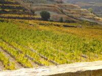 Zypern: Weinberg