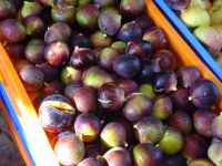 Zypern: frische Feigen &ndash; &copy; Inge Bily (Eberhardt TRAVEL)