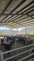 Ziegen von Halloumi-Herstellung &ndash; &copy; Laura-Sophie Kubot (Eberhardt TRAVEL)