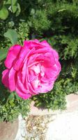 Rose in Agros &ndash; &copy; Mario Scheinert (Eberhardt TRAVEL)