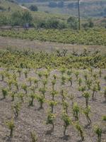 Weingut Athenodorou &ndash; &copy; Jens Petzoldt (Eberhardt TRAVEL)