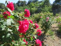 Rosen in Agros &ndash; &copy; Mario Scheinert (Eberhardt TRAVEL)