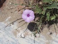in Salamis &ndash; &copy; Mario Scheinert (Eberhardt TRAVEL)