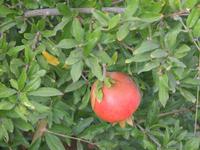 Granatapfel &ndash; &copy; Juliane Schwarze (Eberhardt TRAVEL)