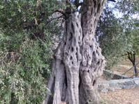 Olivenbaum &ndash; &copy; Anne-Katrin Müller (Eberhardt TRAVEL)