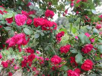 Rosenmanufaktur Agros &ndash; &copy; Carina Henn (Eberhardt TRAVEL)
