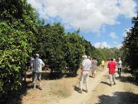 Orangenplantage &ndash; &copy; Jacob Spangenberg (Eberhardt TRAVEL)