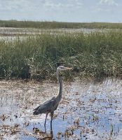Everglades &ndash; &copy; Mareike Schmidt (Eberhardt TRAVEL)