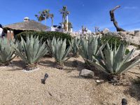 Los Cabos &ndash; &copy; Roswitha Zytowski (Eberhardt TRAVEL)