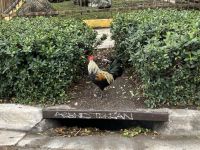 Little Havanna &ndash; &copy; Roswitha Zytowski (Eberhardt TRAVEL)