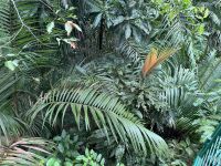 Farn im Regenwald &ndash; &copy; Sabine Letzybyll (Eberhardt TRAVEL)