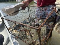 Krabben in Reuse &ndash; &copy; Sabine Letzybyll (Eberhardt TRAVEL)