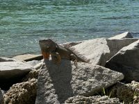 Miami - grüner Leguan &ndash; &copy; Sabine Letzybyll (Eberhardt TRAVEL)