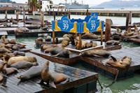 San Francisco, Pier 39 &ndash; &copy; Lars Dittrich (Eberhardt TRAVEL)