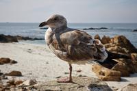 Pebble Beach