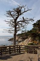 Pebble Beach &ndash; &copy; Lars Dittrich (Eberhardt TRAVEL)