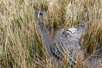 In den Everglades