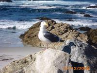 DSCI0060_Möwe &ndash; &copy; Sandra Mahr (Eberhardt TRAVEL)