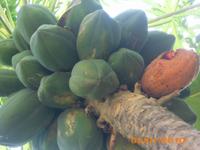 DSCI0211_Papaya &ndash; &copy; Sandra Mahr (Eberhardt TRAVEL)