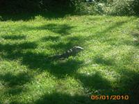 DSCI0255_Leguan