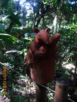 DSCI0259_Ameisenbär &ndash; &copy; Sandra Mahr (Eberhardt TRAVEL)
