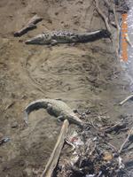 DSCI0267_ja, die Krokodile sind echt &ndash; &copy; Sandra Mahr (Eberhardt TRAVEL)