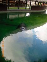 DSCI0337_Vorsicht, Alligator! &ndash; &copy; Sandra Mahr (Eberhardt TRAVEL)
