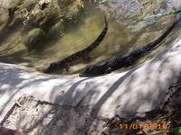 DSCI0341_Baby-Alligator &ndash; &copy; Sandra Mahr (Eberhardt TRAVEL)