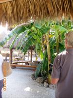 DSCI0345_Bananenstaude &ndash; &copy; Sandra Mahr (Eberhardt TRAVEL)