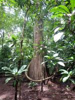 Carara Nationalpark &ndash; &copy; Ngoc Anh Nguyen (Eberhardt TRAVEL)