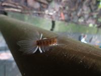 Wegbegleiter in Costa Rica &ndash; &copy; Ngoc Anh Nguyen (Eberhardt TRAVEL)