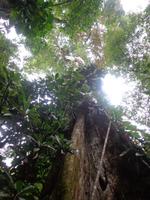 Carara Nationalpark &ndash; &copy; Ngoc Anh Nguyen (Eberhardt TRAVEL)