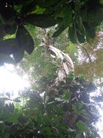 Carara Nationalpark &ndash; &copy; Ngoc Anh Nguyen (Eberhardt TRAVEL)