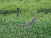 Leguan &ndash; &copy; Ngoc Anh Nguyen (Eberhardt TRAVEL)