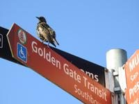 Golden Gate Bridge &ndash; &copy; Sabine Letzybyll (Eberhardt TRAVEL)