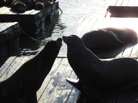 Fishermans Wharf &ndash; &copy; Sabine Letzybyll (Eberhardt TRAVEL)