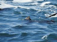 Otter &ndash; &copy; Sabine Letzybyll (Eberhardt TRAVEL)