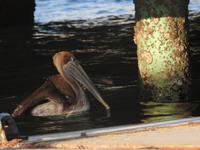 Pelikan  &ndash; &copy; Sabine Letzybyll (Eberhardt TRAVEL)