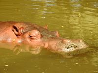 Safari-Park, Guatemala &ndash; &copy; Sabine Letzybyll (Eberhardt TRAVEL)