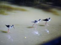 Safari-Park, Guatemala &ndash; &copy; Sabine Letzybyll (Eberhardt TRAVEL)
