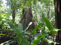 Nationalpark Carara &ndash; &copy; Sabine Letzybyll (Eberhardt TRAVEL)